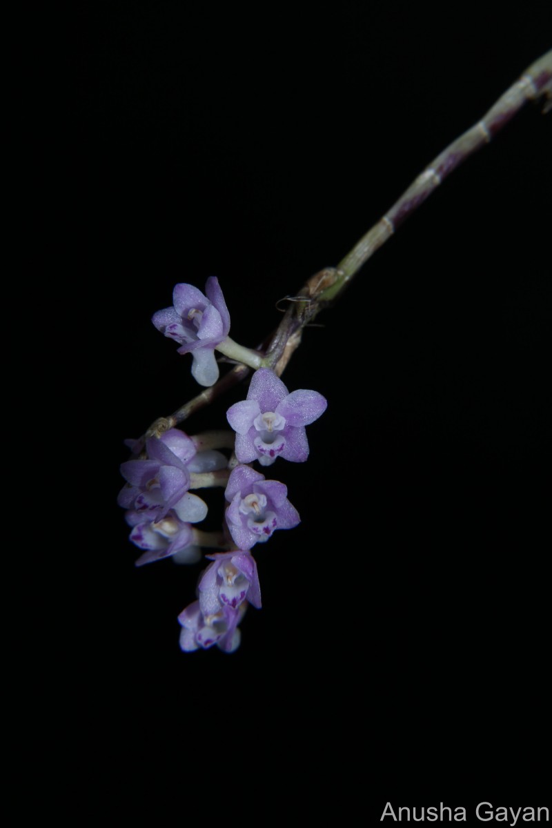 Podochilus falcatus Lindl.